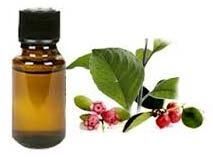 Wintergreen Oil