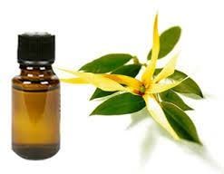 Ylang Ylang Oil