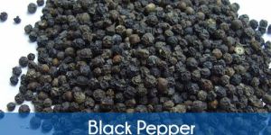 Black Pepper