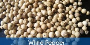 White Pepper