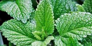 Medicinal Plants