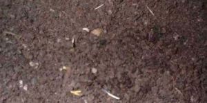 Vermicompost