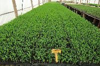 Plant Growth Stimulant