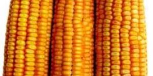 Hybrid Corn