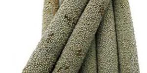 Hybrid Pearl Millet