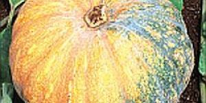 Hybrid Pumpkin