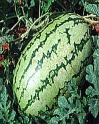 Hybrid Water Melon