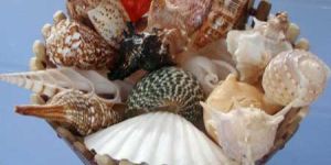 Mix Seashells 02