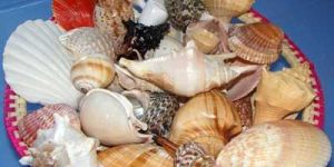 Mix Seashells 03
