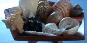 Mix Seashells 06
