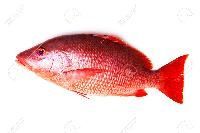 Red Snapper