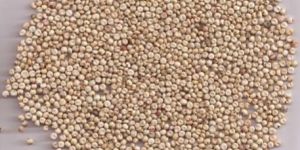 Sorghum