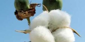 Raw Cotton