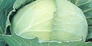 Fresh Cabbage