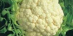 Fresh Cauliflower