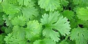 Fresh Coriander