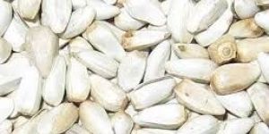 White Safflower Seeds