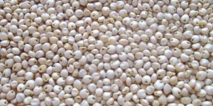 White Sorghum
