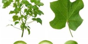 Jatropha Curcas (01)