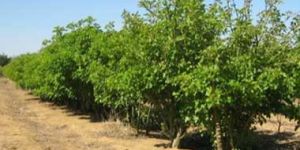 Jatropha Curcas (02)