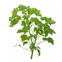 Jatropha Curcas