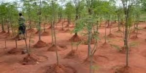 Moringa Plantation Consultancy