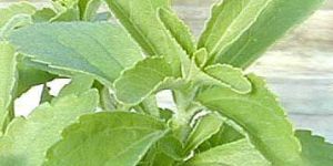 Stevia Plants (02)