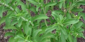Stevia Plants