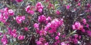 Nerium Oliender Indoor Flowering Plants