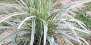 Ophiopogon Jaburana Varegated