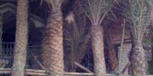 Phoenix Sylvestries (Date Plam)