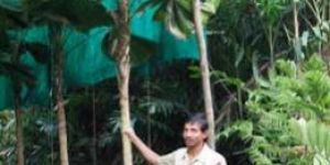 Pritchardia Thurstonii