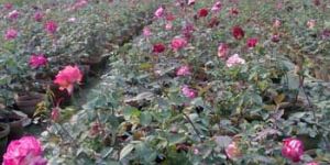 Rose Plants