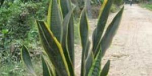Sansevieria Trifasciata Laurenti