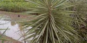 Silverstar Indoor Flowering Plants
