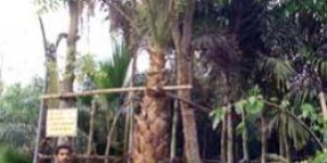 Washingtonia Filifera,palm