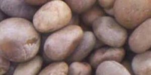 Potato Brown Pebble