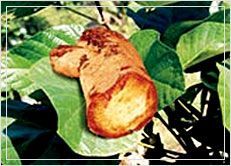 Butea Superba (Butea Extract)