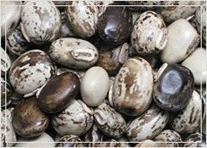 Mucuna Pruriens (Mucuna Seed Extract)