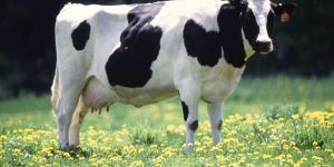 Holstein Friesian Cow
