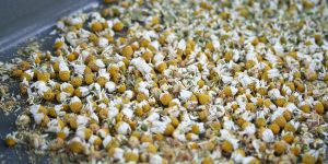 Chamomile Dry Flowers