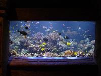 Aquarium Fish Tanks