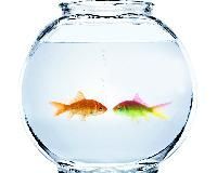 Fish Bowls