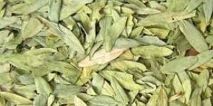Dried Senna Leaves