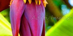 Organic Banana Flower