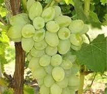Grapes