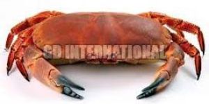 Frozen Crab