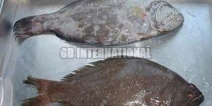 Frozen Indian Halibut Fish