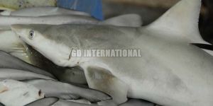 Frozen Milk Shark Fish