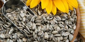 Sunflower Seeds
